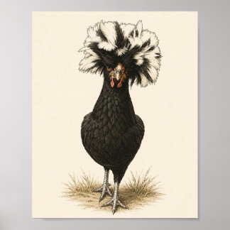 Impressão de Arte de Galinha Polonesa, Ki de Casa