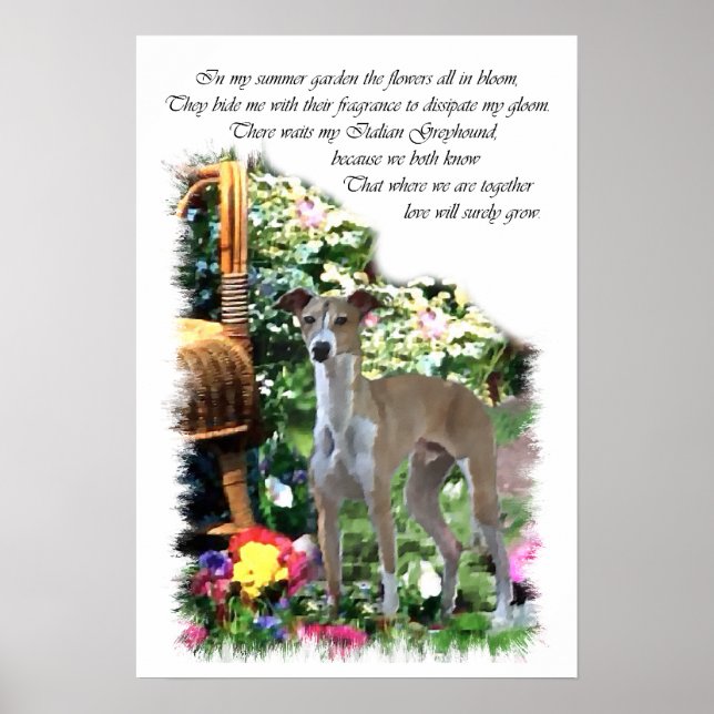 Impressão de Arte de Greyhound Italiano (Frente)