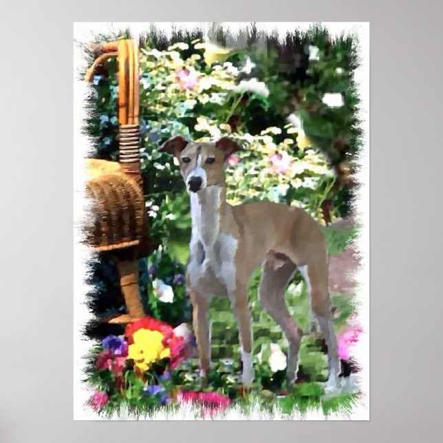 Impressão de Arte de Greyhound Italiano (Frente)