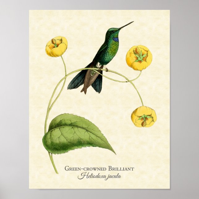 Impressão de Arte de Hummingbird Brilhante Verde (Frente)