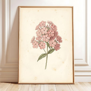 Impressão de Arte de Parede Botânica Phlox