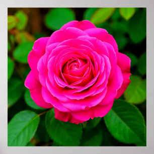 Impressão de Arte de Parede Floral Romântica Close