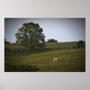 Impressão de arte de Solitário de Vaca fina