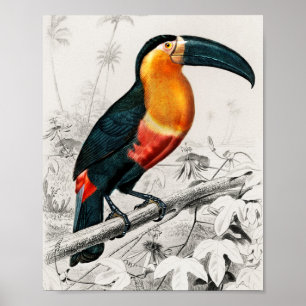 Impressão de Arte de Vintagem do Toucan Ramphasto