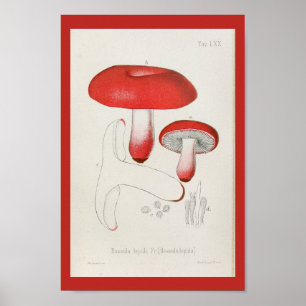 Impressão de Arte do Boné Vermelho do Vintage 18