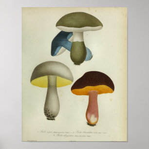 Impressão de Arte do Cogumelos Azuis Amarelos Vin