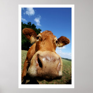 Impressão de Arte Fina de Vaca Curiosa Animal de F