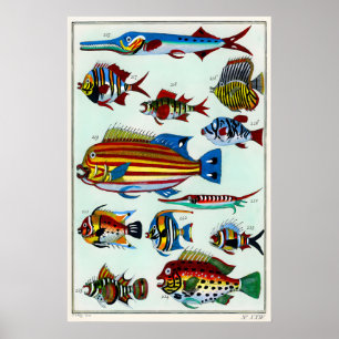Impressão de Arte Fina Mate A3 A4 Peixes Tropicais