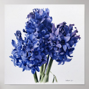 Impressão de Arte Flor Azul Hyaciny