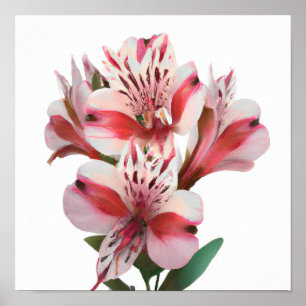 Impressão de Arte Flor dos Lírios Brancos