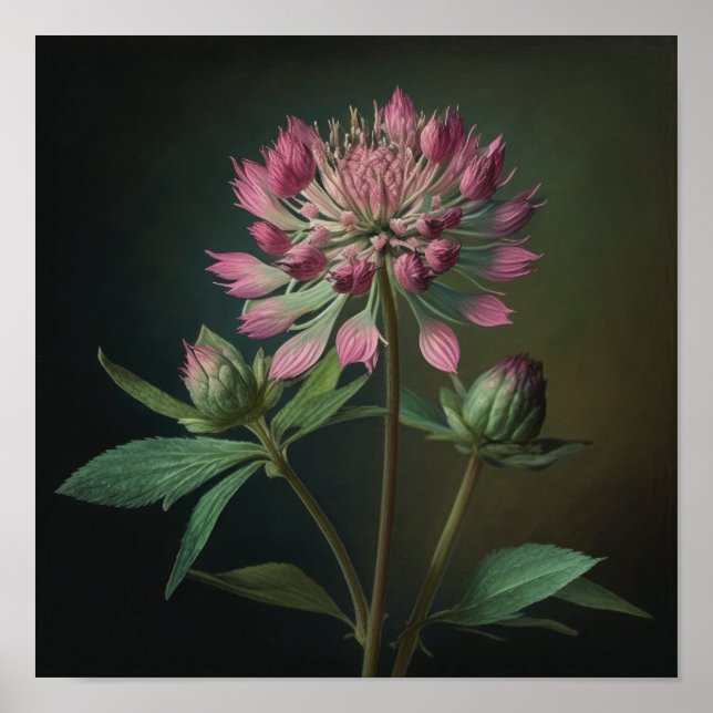 Impressão de Arte Flor Rosa-Astrantia (Frente)