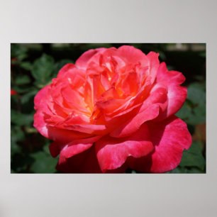 Impressão de Arte Floral Jardim de Flores Rosa Ver