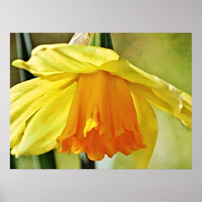 Impressão de Arte Fotográfica Amarelo-Flor Daffodi (Frente)