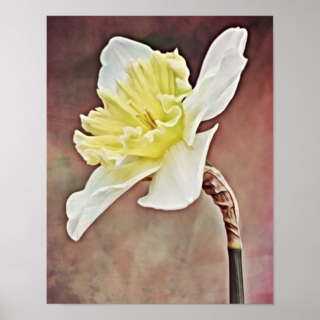Impressão de Arte Fotográfica bonito Daffodil (Frente)