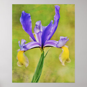 Impressão de Arte Fotográfica com Flor Holandês