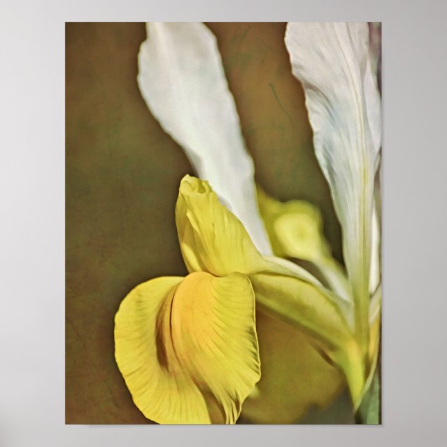Impressão de Arte Fotográfica de Flor de Íris Amar (Frente)