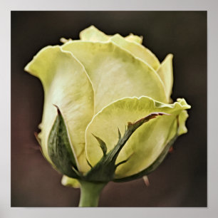 Impressão de Arte Fotográfica de Rosa Amarelo An