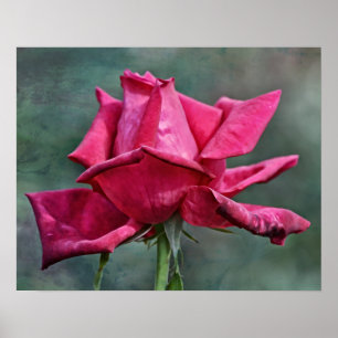 Impressão de Arte Fotográfica Magenta Rosa Bonit