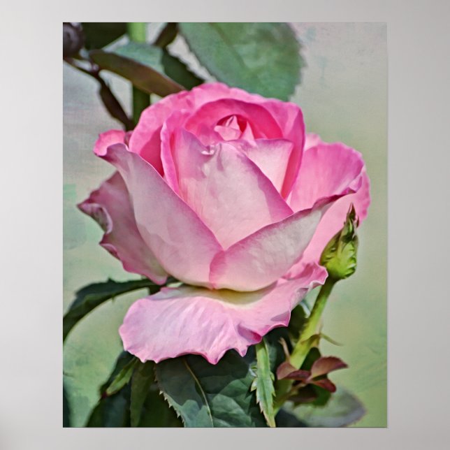 Impressão de Arte Fotográfica Rosa Rosa Rosa Rosa  (Frente)