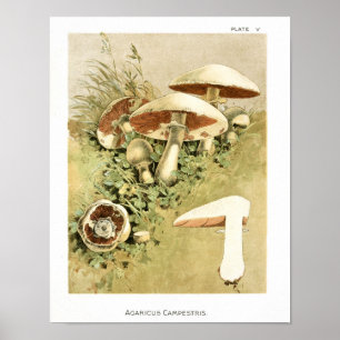 Impressão de Arte Marrom do Vintage 1895 Cogumelo