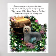 Impressão de Arte Silky Terrier
