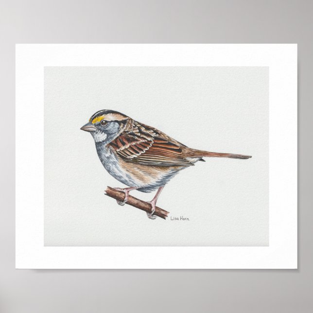 Impressão de Arte Sparrow com garganta branca (Frente)