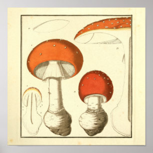 Impressão de Artes do Boné Vermelho Vintage