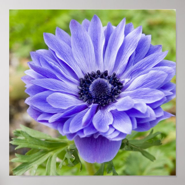 Impressão de Aster de Flor (Frente)