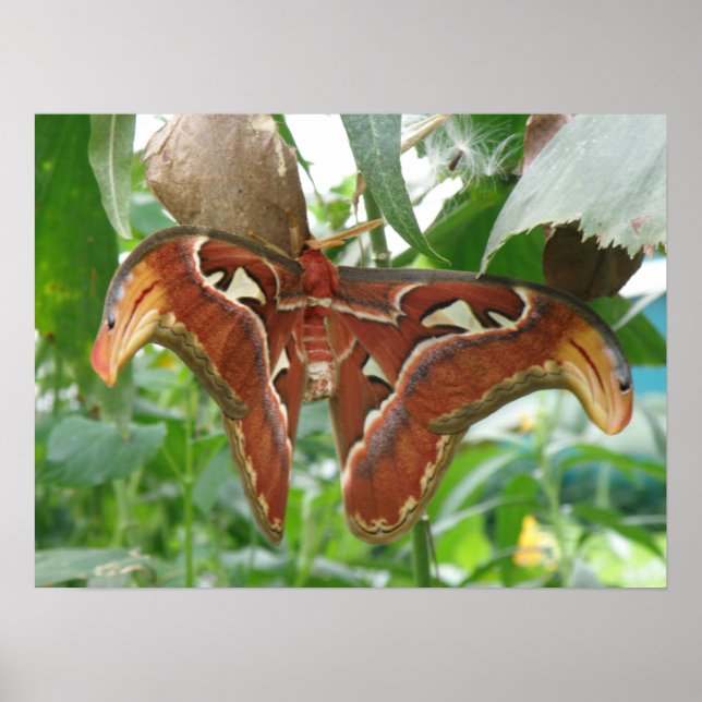 Impressão de Atlas Moth (Frente)