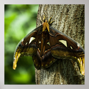 Impressão de Attacus Atlas