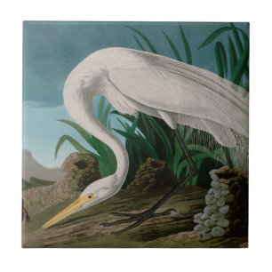 Impressão de Audubon, Aves Brancas de Herões da 