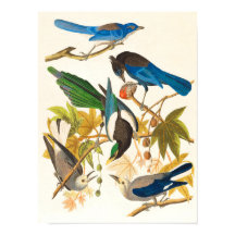 Impressão de Aves Antigas