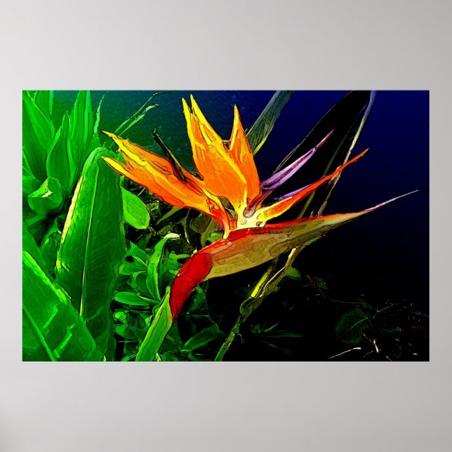 Impressão de aves aquáticas (Frente)