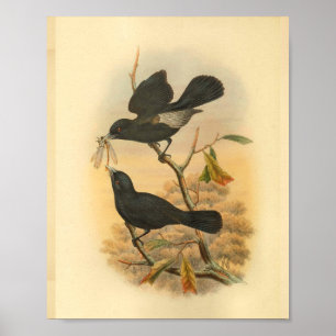 Impressão de aves Black Flycatcher da Ilha Ugi