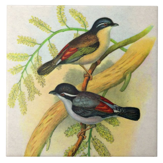impressão de aves bonito (Frente)