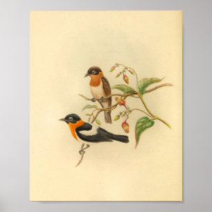 Impressão de aves de capoeira de revelação colo