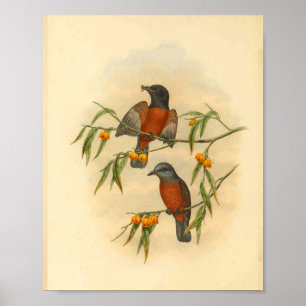 Impressão de aves de trechos-vermelhos