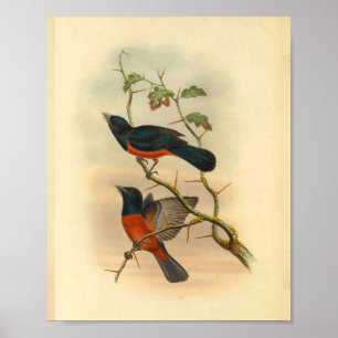 Impressão de aves de trechos-vermelhos