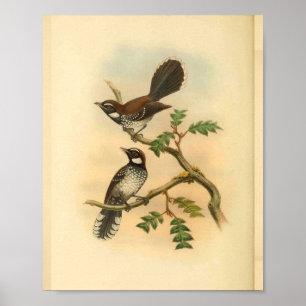 Impressão de aves de trepadeira de cauda branca