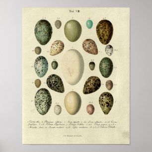 Impressão De Aves De Vintage Nº 38 Ovo Nº 2