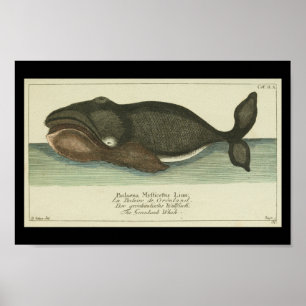 Impressão de Baleia Vintage Bohouad Groenlândia