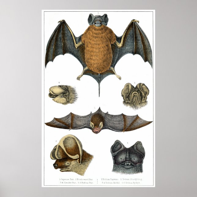 impressão de Bat 19th C (Frente)