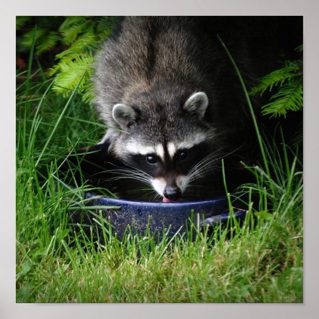 Impressão de Bebendo Raccoon (Frente)