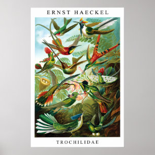 Impressão de Beija-flor de Ernst Haeckel (Trochili