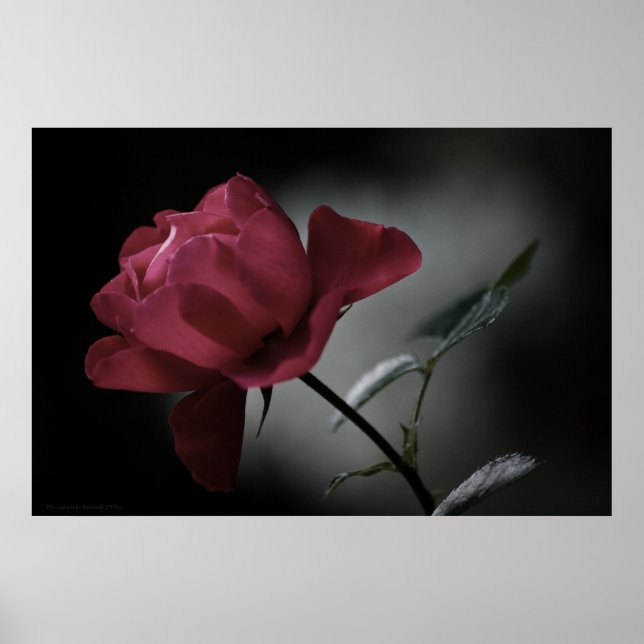 Impressão de beleza do amor (Frente)