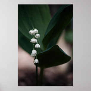 Impressão de Bels doces