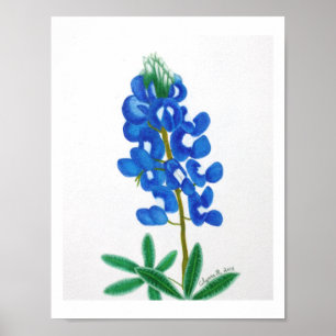 Impressão de Bluebonnet com uma estrela