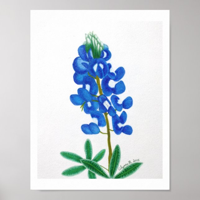 Impressão de Bluebonnet com uma estrela (Frente)