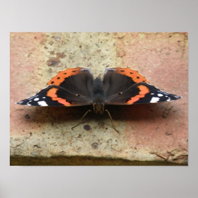 Impressão de Borboleta Almirante Vermelho (Frente)