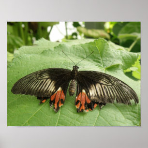 Impressão de Borboleta bonito Vermelha e Dourada